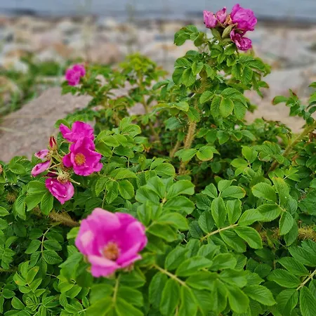 Meerjungfrau Διαμέρισμα Süssau